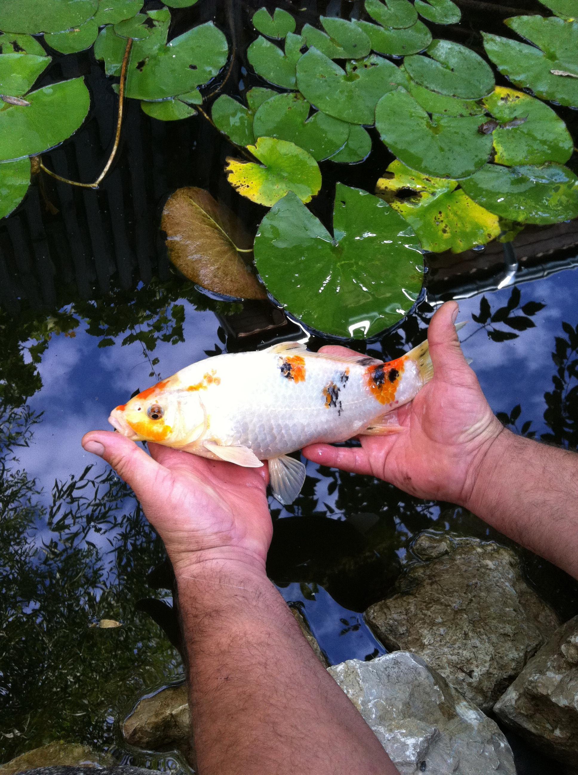 Un colt de Rai - img047711.JPG